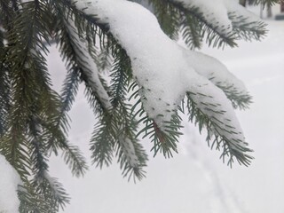 Wall Mural - winter landscape. snowfall. the snow covered the evergreen clothes of christmas trees and pines. bra