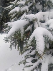 Wall Mural - winter landscape. snowfall. the snow covered the evergreen clothes of christmas trees and pines. bra