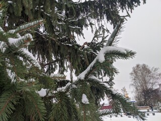 Wall Mural - winter landscape. snowfall. the snow covered the evergreen clothes of christmas trees and pines. bra