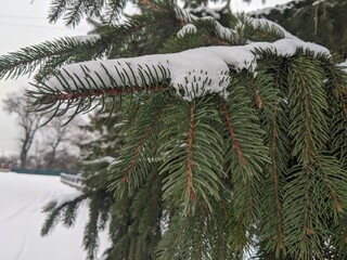Wall Mural - winter landscape. snowfall. the snow covered the evergreen clothes of christmas trees and pines. bra