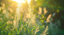 Closeup Of Flowering Grasses In An Idyllic Sunny Greenery