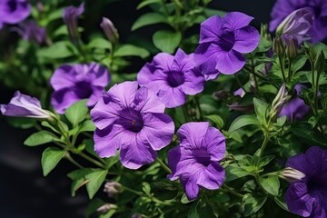 Poster - High quality photo of stunning blooming purple Mexican petunia with green leaf backdrop