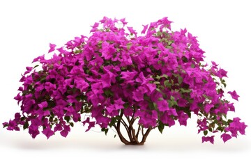 Purple Bougainvillea a large flowering shrub isolated on white background