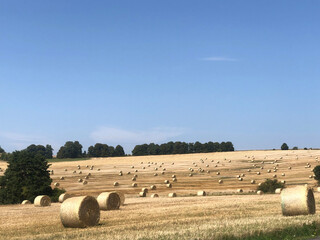 fields with round hay bales