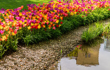 Colorful Flowerbed With Bright Yellow, Red And Purple Tulips Blooming In Spring (Tulipa Viridiflora)