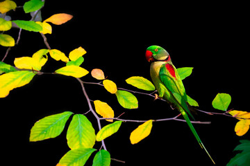 Wall Mural - A beautiful parrot posing on a branch that matches its colors. Alexandrine Parakeet. Psittacula eupatria. Black background. 