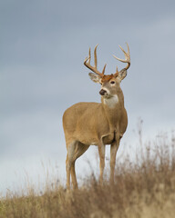 majestic whitetail deer buck stands atop a ridge with an overcast sky behind him