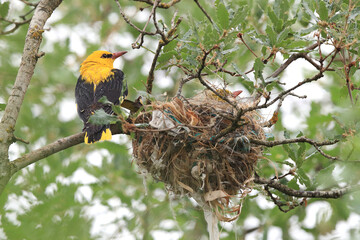 From below alert European Oriole by a well-constructed nest in an oak tree, in a natural setting