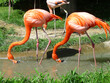 © Theresia Karanitsch - Zwei rote Flamingos suchen im Wasser nach Futter.