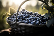 Twilight Harvest: Blueberries in a Wicker Basket