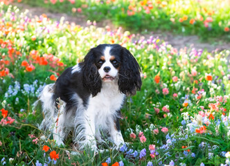 Wall Mural - cavalier king charles