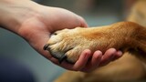 Generative AI, veterinarian hand is holding dog's claw. Dog's paw in human's hand. Domestic pet
