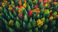 Aerial View Of Forest With Beautiful Autumn Colors Of Nature Drone View Autumn Yellow Forest And Green Trees In Rural, Drone Photo Aerial Top View