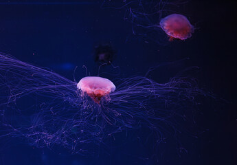 Wall Mural - underwater photography of a beautiful lion's mane jellyfish cyanea capillata