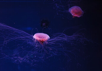 Poster - underwater photography of a beautiful lion's mane jellyfish cyanea capillata