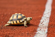 © Dennis - A tortoise crossing a finishing line on a race track, depicting the concept of steady work and success, persistence and determination