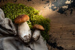 Wild edible mushrooms - boletus, porcini, ceps with moss on a wooden background. Autumn still life with wild mushrooms.