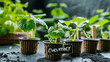 cucumber seedlings in pots close-up