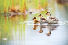 A Family Of Ducks Swimming In A Line In A Marsh Pond