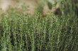 Plants de thym dans un champ - Herbes aromatiques