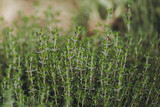 Fototapeta Storczyk - Plants de thym dans un champ - Herbes aromatiques