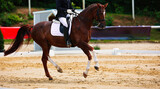 Fototapeta Konie - Horse, dressage horse with rider at a dressage tournament.