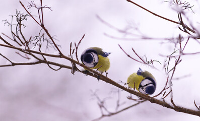 Wall Mural - Winter games of little blue tits on snow-covered branches.