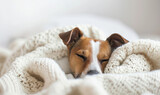 Fototapeta Psy - Tiny Jack Russel terrier puppy on the white bed close up. Dog pet