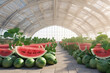 big green watermelon fruit in greenhouse