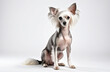 dog white breed Chinese Crested sitting in full growth on a white background