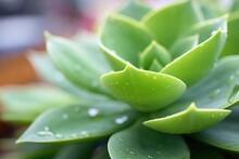 Closeup Of A Succulent Plant With Water Droplets On Leaves