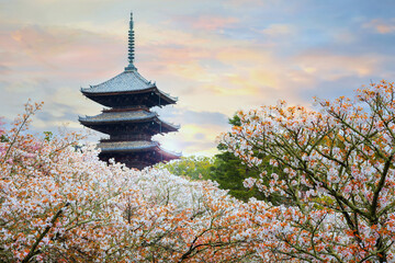 Canvas Print - Ninna-ji Temple in Kyoto, Japan during beautiful full bloom cherry blossom season