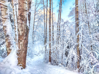 Wall Mural - Beautiful forest and park with birch trees covered with snow on a winter day with blue sky. Natural landscape in cold nice weather