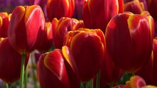 Red And Yellow Tulips In A Park