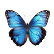 Blue Morpho butterfly isolated on transparent background.