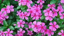 Beautiful Rosy Red Periwinkle Flower Blossom In Roof Top Garden. Pink Flowers Background. Also Known As Annual Vinca, Graveyard Plant, Annual Vinca Multiflora, Apocynaceae Flowering Plants.