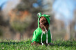 mongrel dog in a green toad costume sits on a lawn on a sunny day in autumn