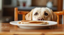 Photos Of A Hungry Dog And Food In The Kitchen At Home. Fawn Labrador Sniffs Pancakes Before Stealing From The Table