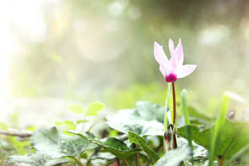 Wall Mural - Close up image of cyclamen flower blooming in meadow