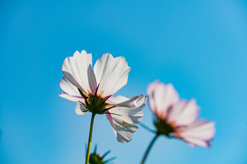 Wall Mural - In summer, the Gesang flowers bloom in urban parks