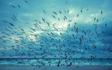 Seascape In The Evening. Sunset Over The Sea. Seagulls Flying On The Beach. Atlantic Ocean In The Evening