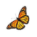 Fototapeta Miasto - monarch butterfly isolated on transparent background.
