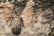 Spotted Lanternfly Egg Mass - Lycorma delicatula