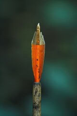 Poster - A pencil is stuck in the tip of a wooden stick. This image can be used to depict creativity, resourcefulness, or a unique solution to a problem
