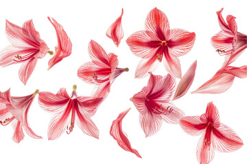 Wall Mural - amaryllis petals flew isolated on white background