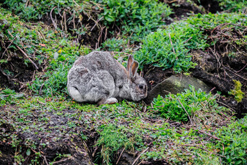 A Quiet Moment: Rabbit Grazing Amidst Greenery