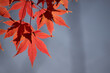透ける紅葉の葉とコピースペース