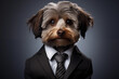 Yorkshire Terrier dog in a suit and tie on a gray background. Anthropomorphic animals concept