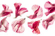 flower sweet pea petals flew isolated on white background