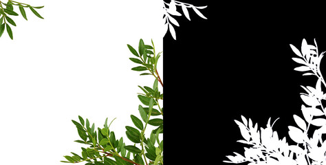 Wall Mural - twigs of pistachio with small green leaves in a corner arrangement isolated and silhouette on black